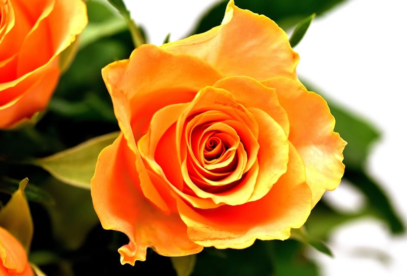 Colorful Flowers