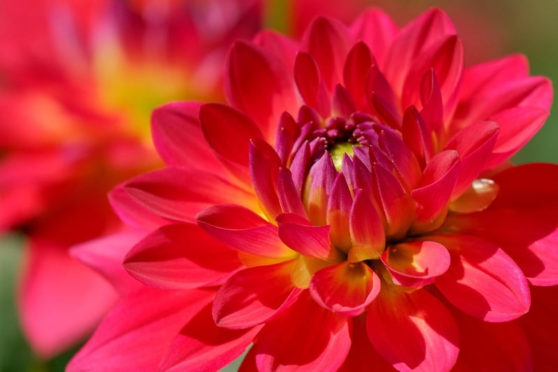 Colorful Flowers
